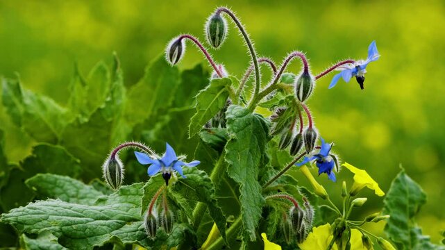 Wild borage blooms among vibrant green leaves and yellow wildflowers. High quality 4k footage