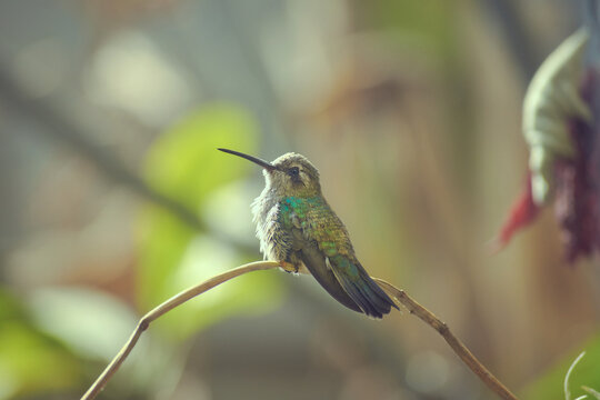 Fotos de colibr&iacute;es, fondos naturales.