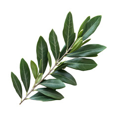 Naklejka premium Olive Branch Isolated on Transparent Background, PNG