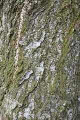 The bark of a tree is covered in moss and has a rough texture