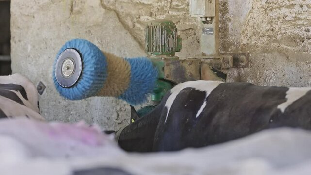 Cow enjoying rotating brush in barn