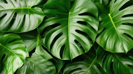 Lush Green Monstera Leaves Background: A Vibrant Tropical Foliage Texture