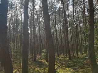 Fototapeta premium Lights through trees in a forest in the Netherlands