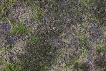 A mossy, dirty rock with a greenish tint