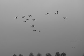 Flying swans and geese on a cloudy autumn day.
