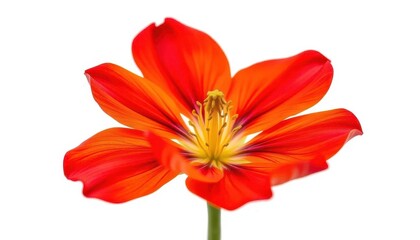 Obraz premium A single, vibrant flower, petals unfurled, isolated on pure white , vibrant, single