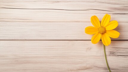 Obraz premium Elegant of wooden textures with a single yellow flower