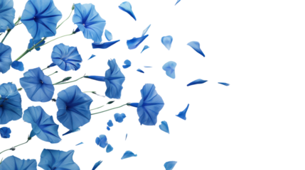 Light blue morning glory flowers and petals falling on transparent background