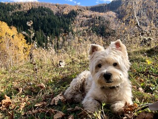 Hiking with purebred west highland white terrier in the mountains. Traveling with dog. Westie relaxing in nature. 