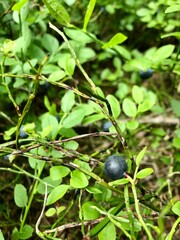 European blueberries growing in the forest on a bush. Ripe wild huckleberries. 