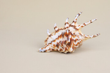 Fototapeta premium Lambis truncata sea shell on beige background