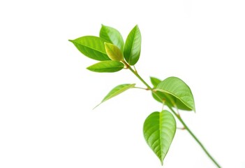 Single vibrant green plant, isolated on pure white,  spring,  design element