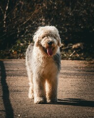 Old English Sheepdog on a sunlit path.