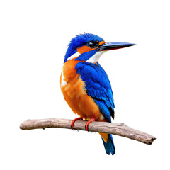 Fototapeta premium Vibrant Kingfisher Perched on Branch Against White Background