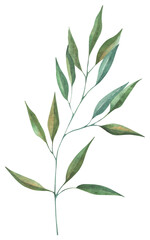 Watercolor hand drawn illustration of a grass sprig. Green sprig illustration. Perfect for wedding, birthday, seasonal holidays.