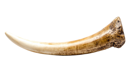 Isolated elephant ivory tusk, representing wildlife strength and natural safari habitat, perfect for animal conservation and environmental awareness visuals.