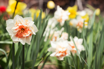 Obraz premium Terry white daffodil with a pink centre blooms in the garden in spring against a background of other bright flowers.