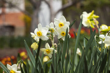 Obraz premium A multi-flowered white daffodil blooms in a flower bed, Multi headed flower Canaliculatus. Spring background