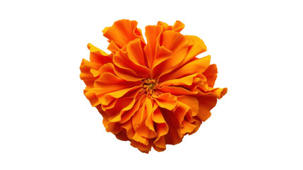 Vibrant orange marigold blooming on transparent background