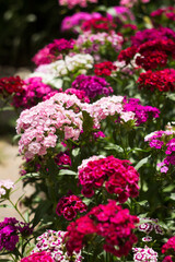Obraz premium Bright Dianthus barbatus bloom in the flower bed in the garden in summer, background