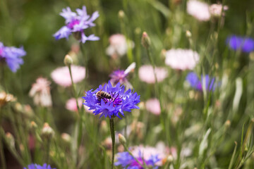 Blue cornflower and bee, wildflowers background
