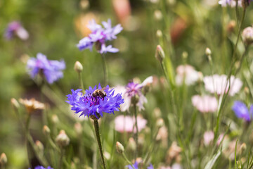 Cornflower and bee, wild flowers background