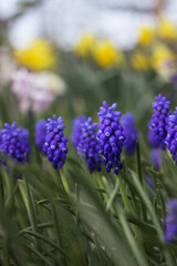 Blue muscari bloom in the garden in spring, with yellow flowers in the background