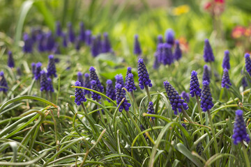 Blue muscari bloom in the garden in spring, floral background