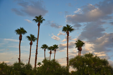 palm trees on the beach