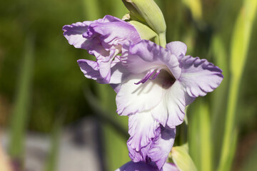 Beautiful Blue Frost Gladiolus blooms in summer, floral background