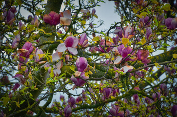 pink magnolia tree in the springtime in Wales