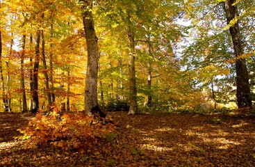 Obraz premium rural areas and landscapes. Autumn season and photos of trees and forests with yellowed leaves.