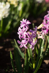 Soft purple hyacinth квітне  в саду. Bright flower background