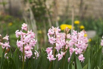 Pale pink double hyacinth in the garden, multi-flowered spring flower, yellow flowers in the background