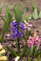 Dark blue hyacinth blooming among pink hyacinths in the garden in spring, floral background