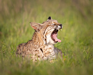 Bobcat Yawining (Lynx rufus) or wildcat, Point Reyes National Seashore, California, North America