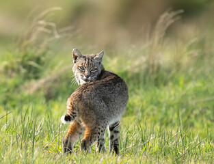 Bobcat (Lynx rufus) or wildcat, Point Reyes National Seashore, California, North America
