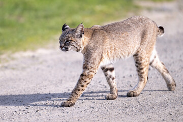 Bobcat (Lynx rufus) or wildcat, Point Reyes National Seashore, California, North America