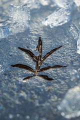 A beautiful leaf of grass frozen in ice. a frosty spring background of a leaf of last year's grass melted in the ice. Beautiful spring background high definition melting ice under the sun. High