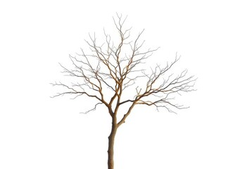 Obraz premium Lone tree, stark branches against bright white backdrop, winter, pure