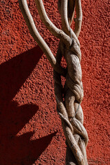 Intertwined Stem of a Plant Growing Against a Wall