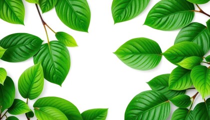 Lush green leaves, vibrant texture, isolated on pure white, bright, botanical