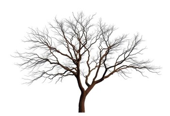 Naklejka premium A lone tree, stark branches against a pure white backdrop, serene, illustration