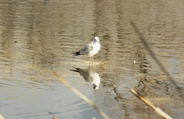 seagull on the water