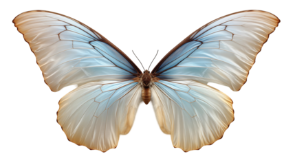 Blue Morpho Butterfly Wings Detailed Nature Art, Summer Fauna with White and Beige Accents, isolated on transparent background.
