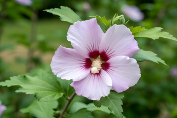 Rose of Sharon single flower blooming with delicate petals in green leaves