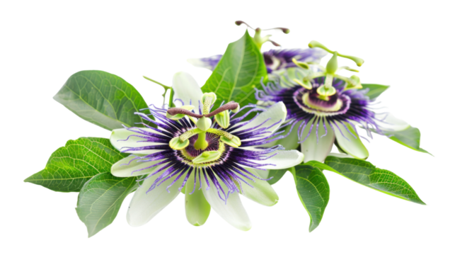 Passion flower blossoming with vibrant purple and white petals on transparent background