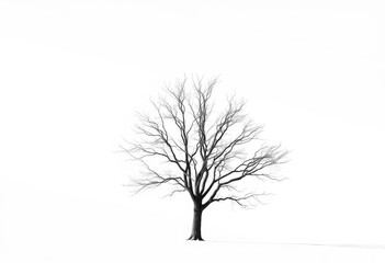 Lone deciduous tree, stark branches against pure white, peaceful, plant