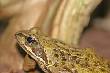 Toad on the ground	