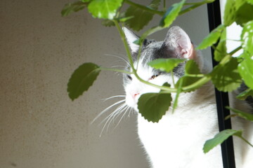 Cat Behind Plant